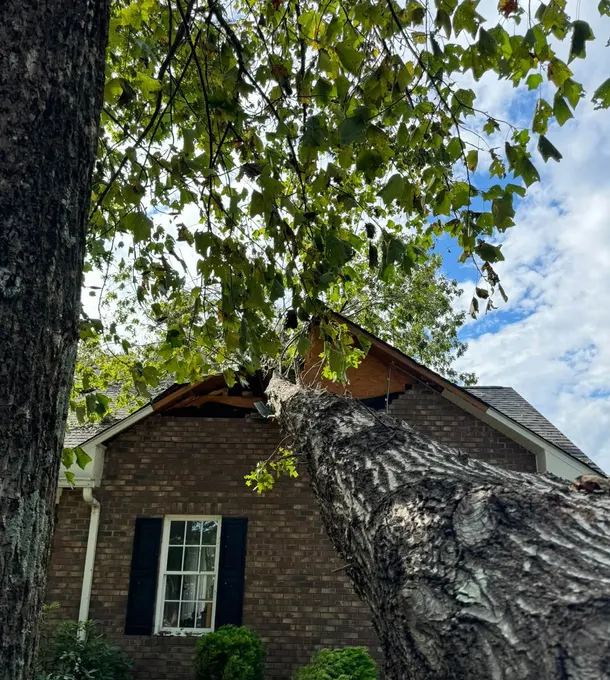 Large tree trunk down across a brick house after a storm