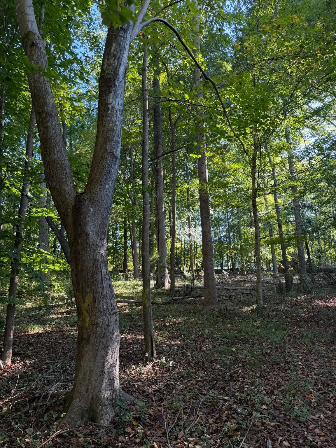 Wooded lot before the grading crew started a house site
