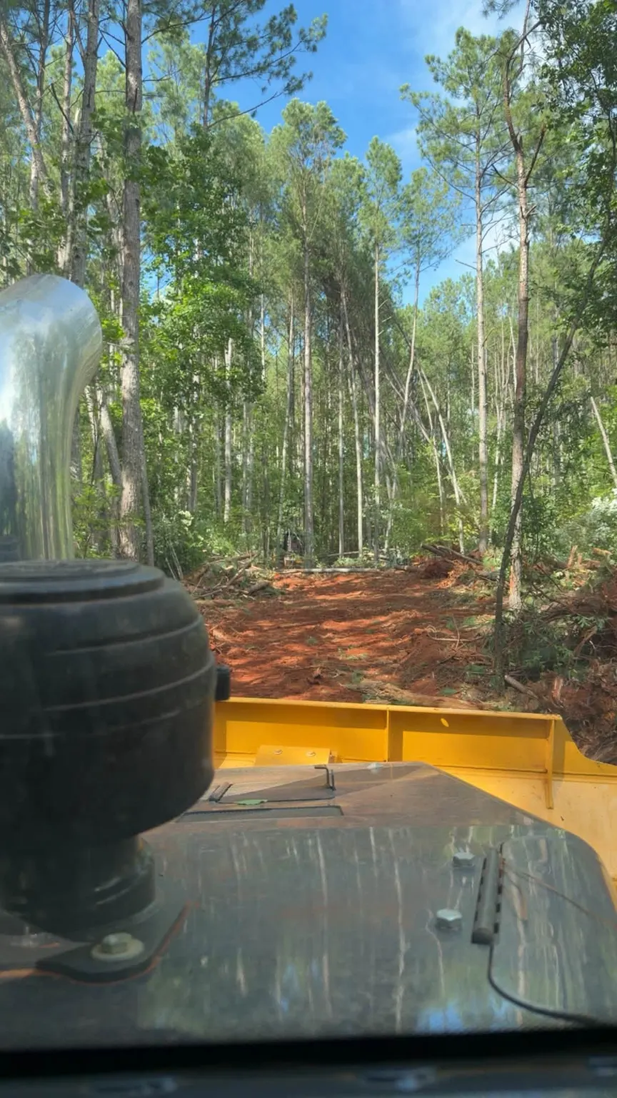 Lane cleared through tall pines, seen from the dozer