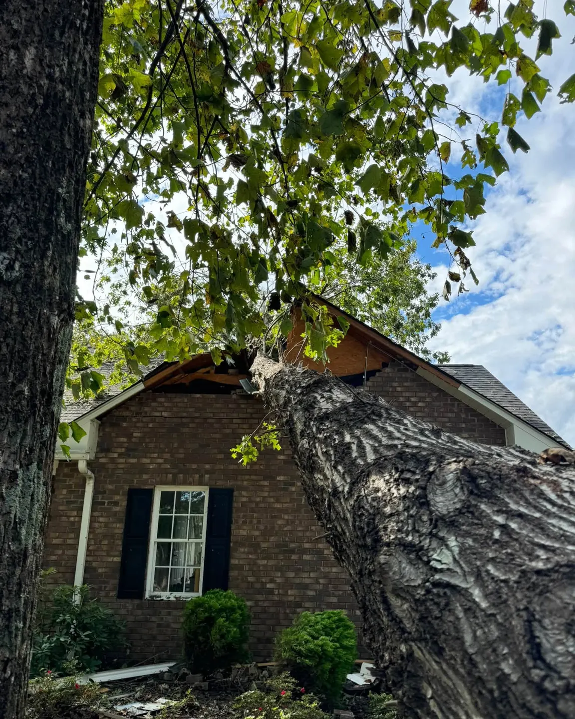 Large tree trunk down across a brick house after a storm