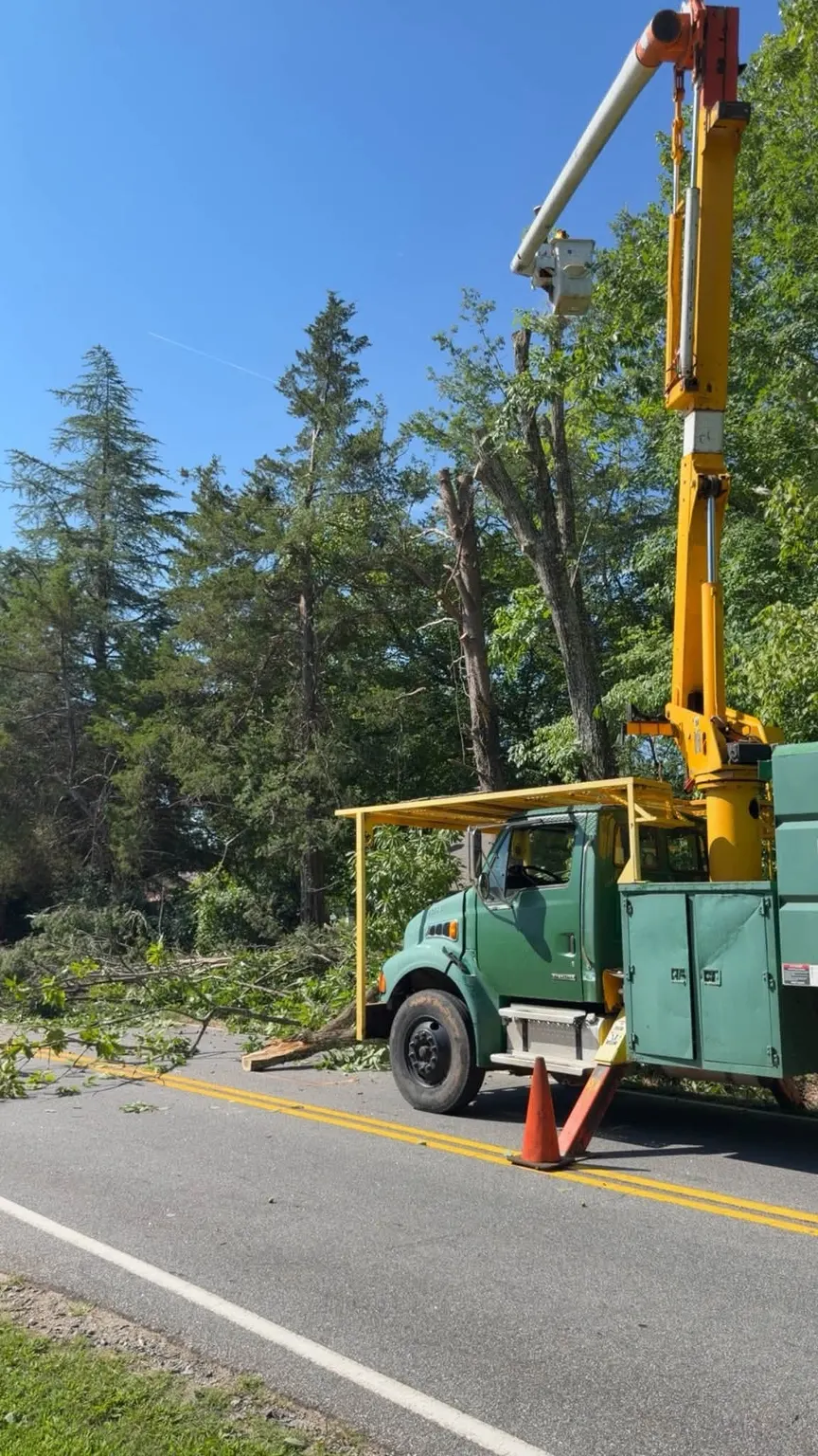H&L bucket truck with its boom up at a roadside tree, cones out