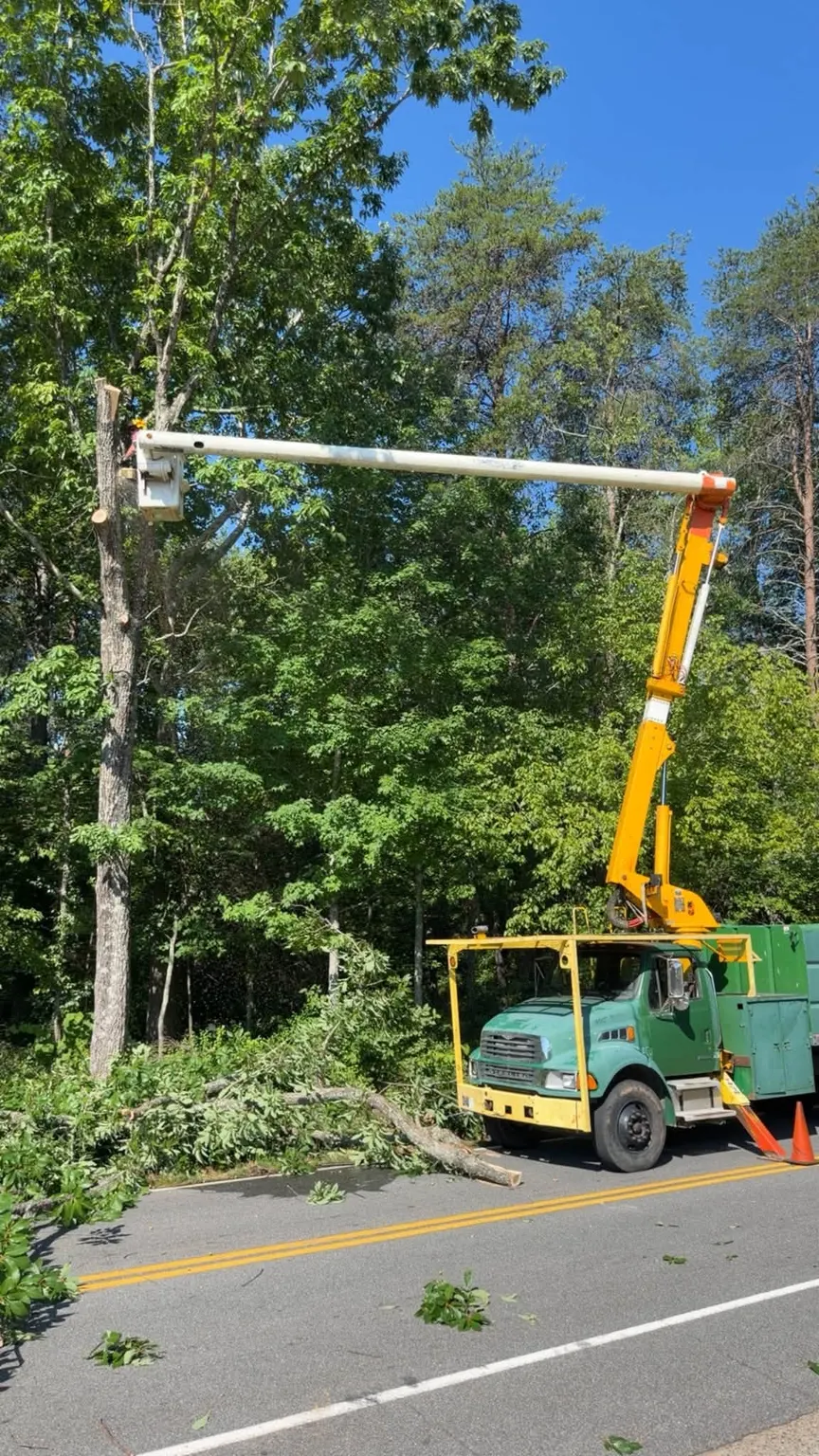Bucket truck at work on a roadside tree