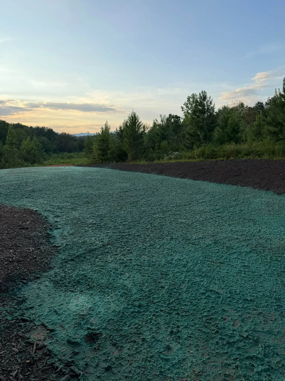 Hydroseeded field at sunset after grading